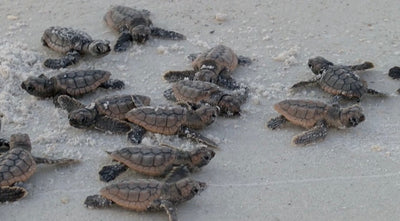 Thank You for Saving 3 Million Baby Turtles